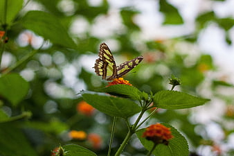 Butterfly on Orange Lantana Flower in Green Garden