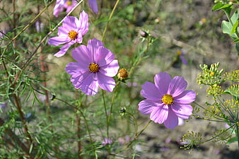 Pink Cosmos Flowers Blooming in a Sunny Garden