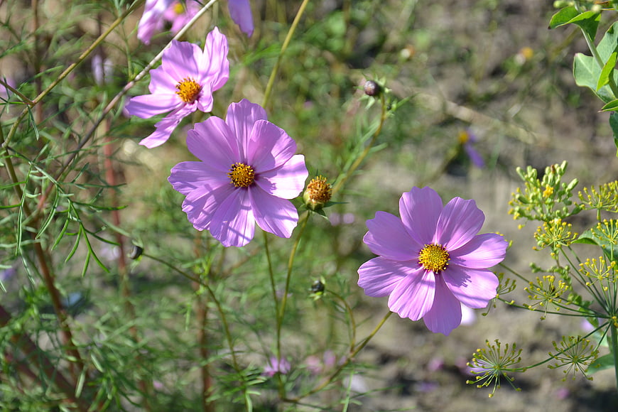 Pink Cosmos Flowers Blooming in a Sunny Garden