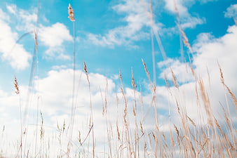 Tall dry grass swaying against a bright blue sky with clouds