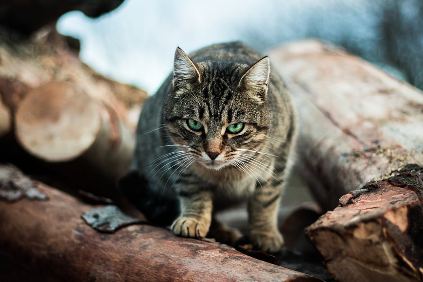 Intense Tabby Cat Walking on Logs in Winter