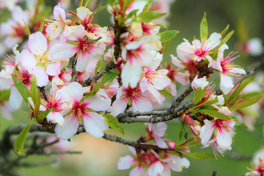 Close-up of Pink and White Blossoms on a Branch