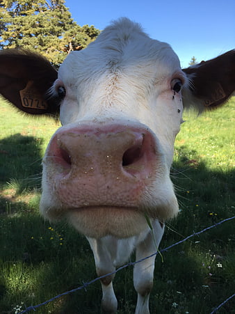 Close-up of curious cow nose behind barbed wire fence