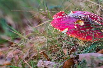 Close-up of red fly agaric mushroom in forest grass