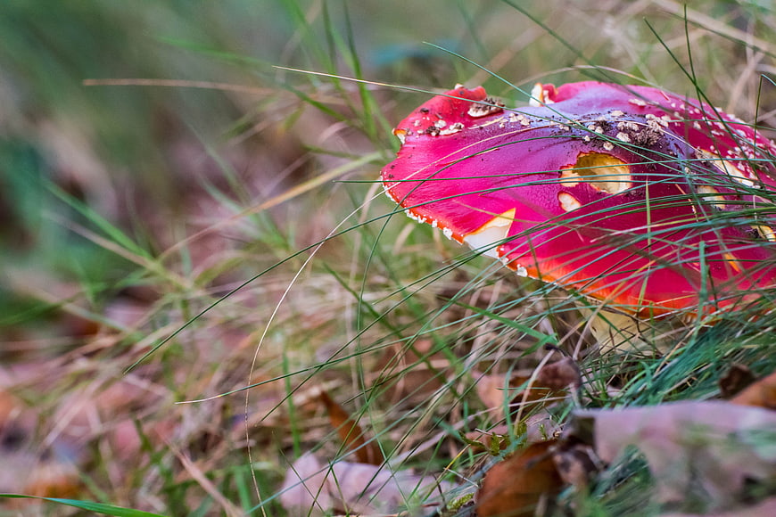 Close-up of red fly agaric mushroom in forest grass