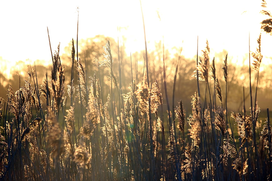 Golden Backlit Reeds in a Field at Sunset