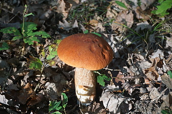 Porcini mushroom growing in autumn forest undergrowth