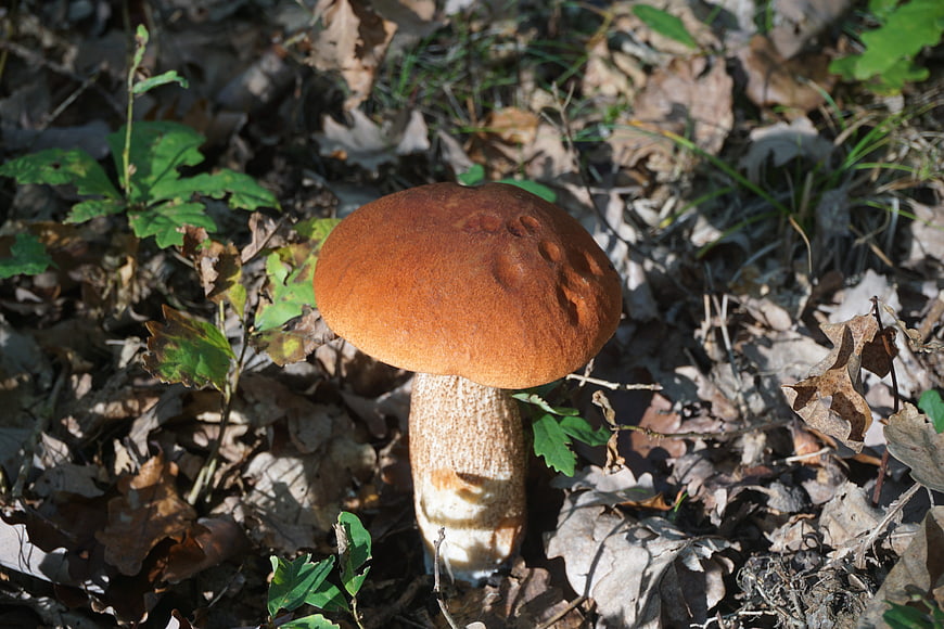 Porcini mushroom growing in autumn forest undergrowth