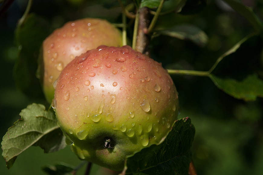 Fresh Red and Green Apples with Water Droplets on Tree