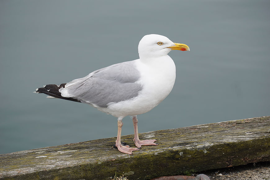 Seagull Standing on Weathered Wooden Beam by Water