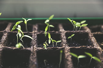 Young Green Seedlings Sprouting in Soil Starter Trays