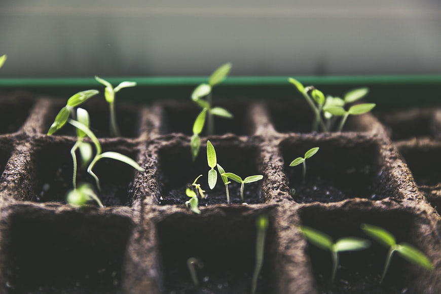 Young Green Seedlings Sprouting in Soil Starter Trays