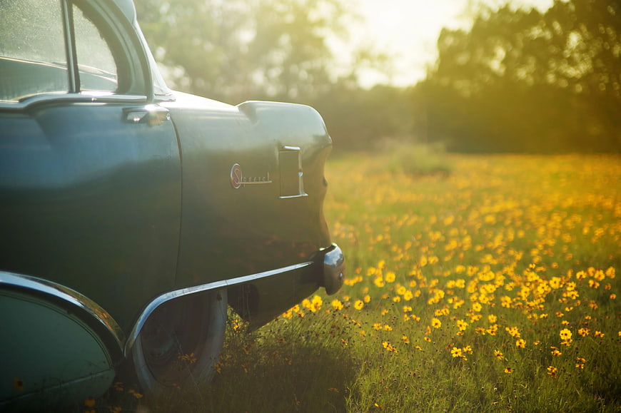 Vintage Car Rear in Yellow Flower Field