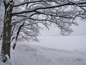 Snowy Winter Landscape with Frozen Lake and Trees
