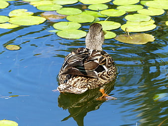 Female Mallard Duck Swimming in Pond with Lily Pads