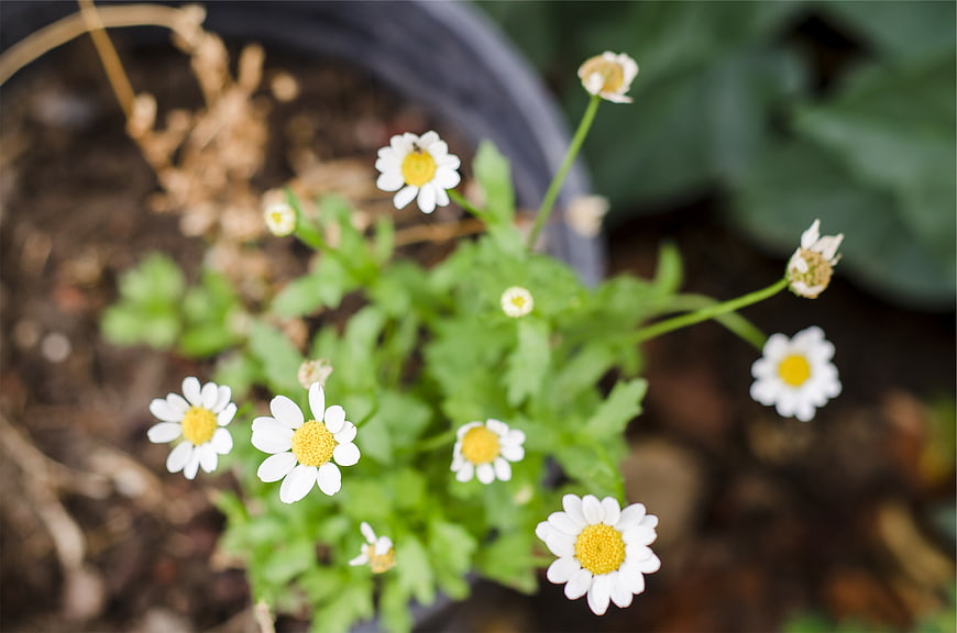 White Daisies in a Pot with Green Leaves