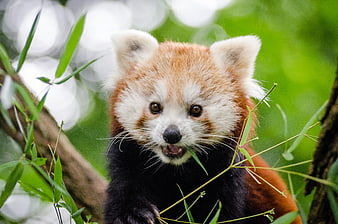 Cute Red Panda Eating Bamboo in Forest