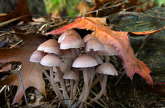 Cluster of Pink Gills Mushrooms on Autumn Leaves