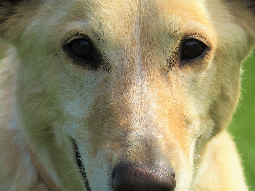 Close-up portrait of a golden dog with expressive eyes