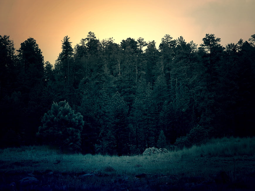 Dark Pine Forest Silhouette Against Golden Sunset Sky