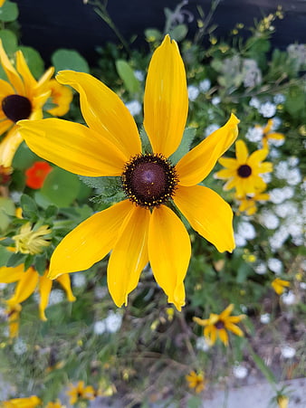 Close-up of bright yellow black-eyed susan flower in garden