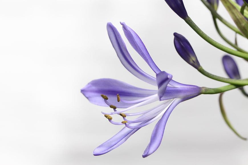 Close-up of purple agapanthus flower on white background
