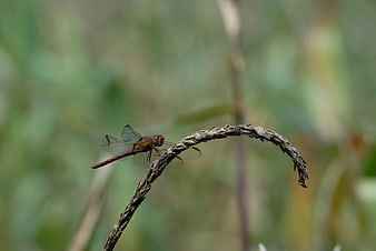 Red dragonfly perched on dried plant stem in nature