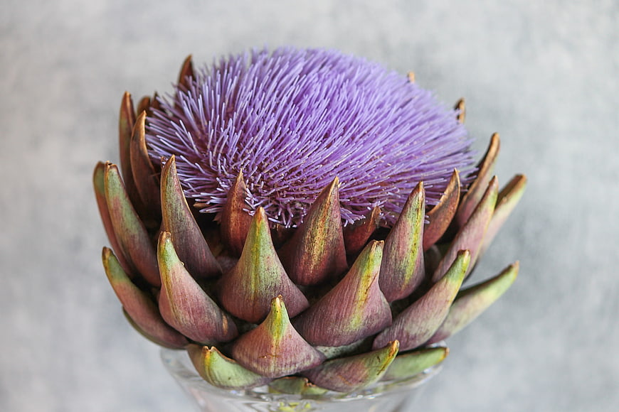 Purple Artichoke Flower Head In Glass Vase On Gray Background
