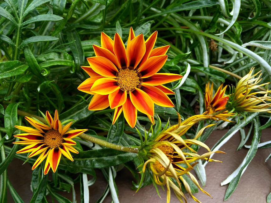 Vibrant Orange and Yellow Gazania Flowers in Garden