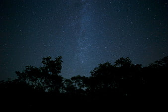 Milky Way Galaxy Over Dark Forest Silhouette