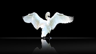 White Swan With Spread Wings On Black Background