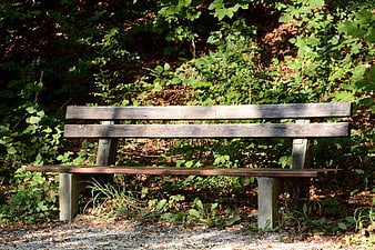 Empty Wooden Park Bench in Sunlit Forest