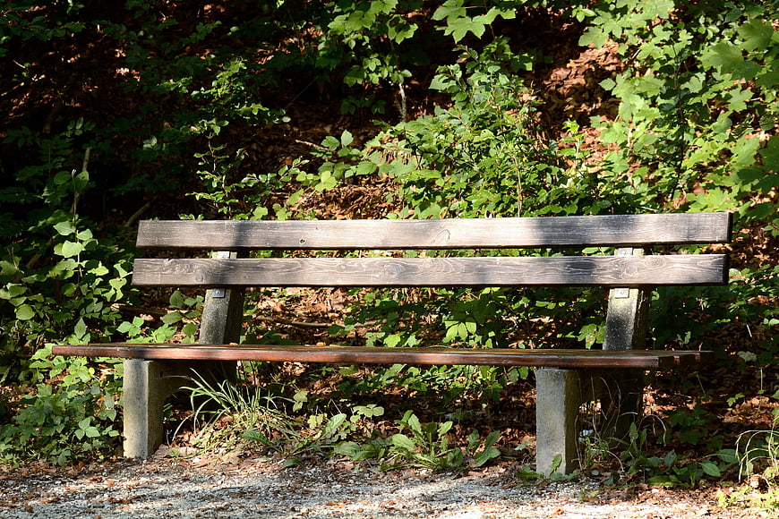 Empty Wooden Park Bench in Sunlit Forest