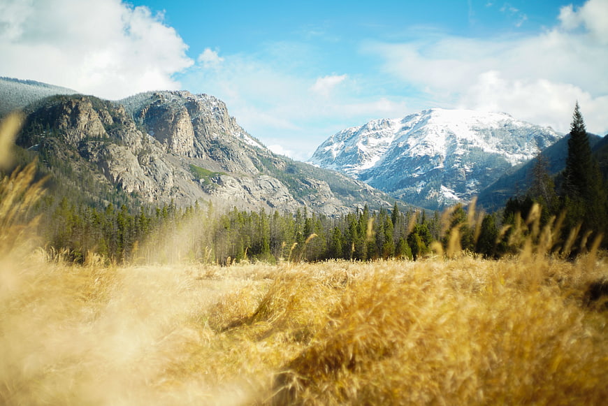 Golden grassy meadow with snow-capped mountains and pine forest