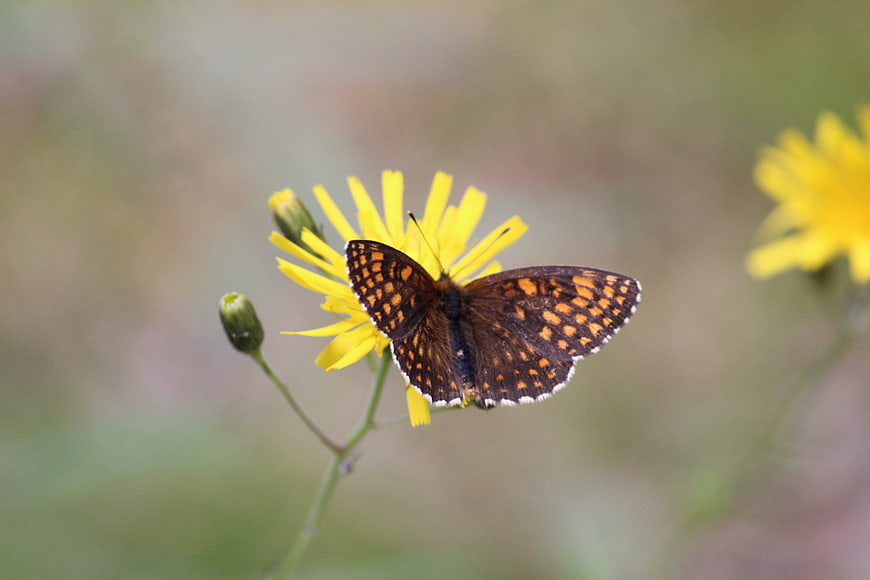 Brown butterfly on yellow wildflower with blurred background