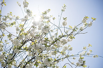 White cherry blossoms backlit by bright sun against blue sky