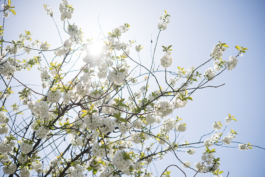 White cherry blossoms backlit by bright sun against blue sky