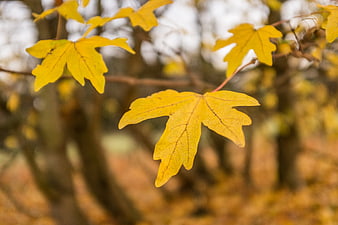 Close-up of yellow maple leaves in autumn forest