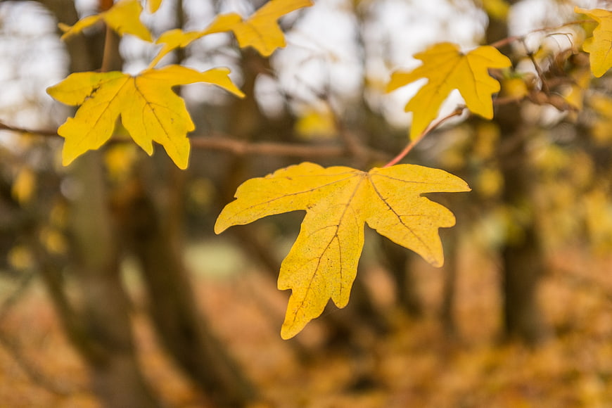 Close-up of yellow maple leaves in autumn forest