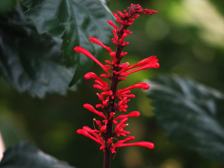 Close-up of vibrant red Justicia carnea flower spike