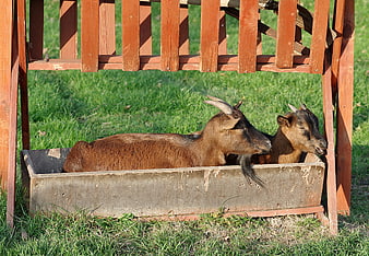 Two brown goats resting in a wooden trough on a farm