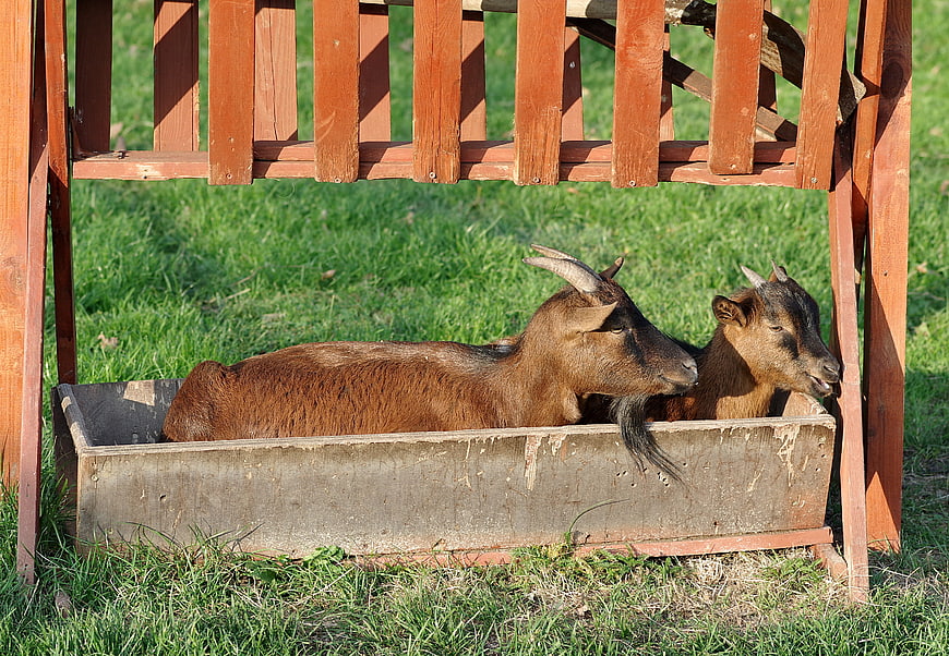 Two brown goats resting in a wooden trough on a farm