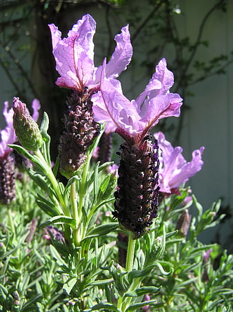 Close-up of blooming lavender flowers in a garden
