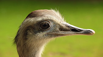 Close-up Profile of an Ostrich Head with Green Background