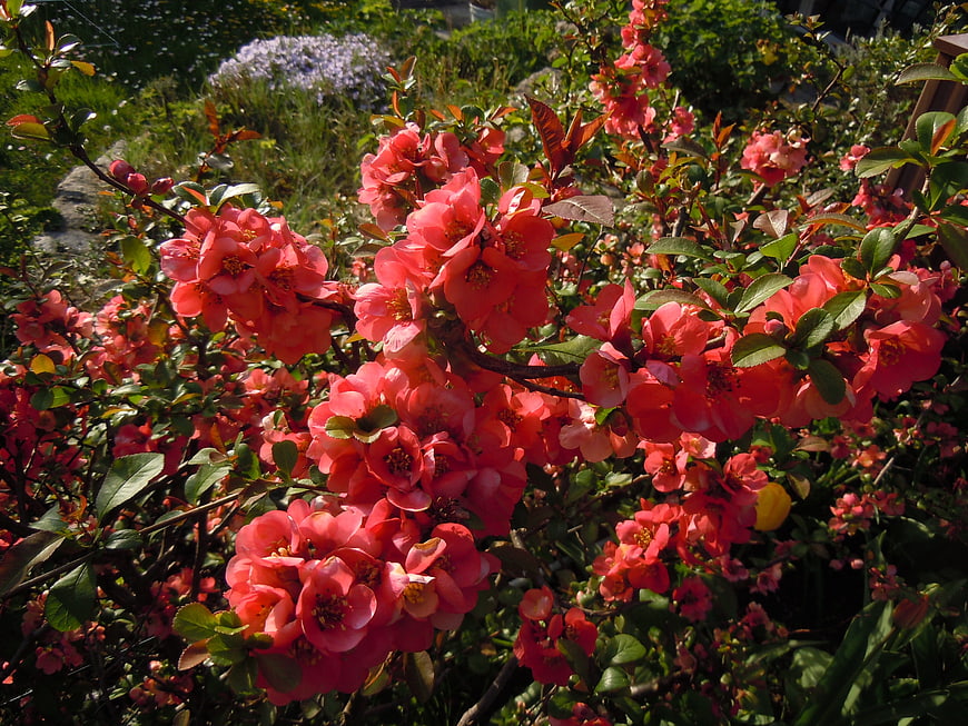 Vibrant Pink Chaenomeles Blossoms in Spring Garden