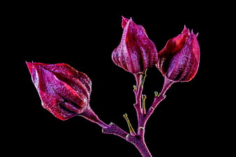 Close-up of purple flower buds on black background