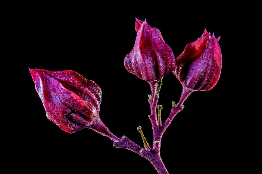Close-up of purple flower buds on black background