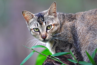 Close-up of a tabby cat with green eyes in nature