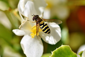 Macro shot of a hoverfly perched on a white flower