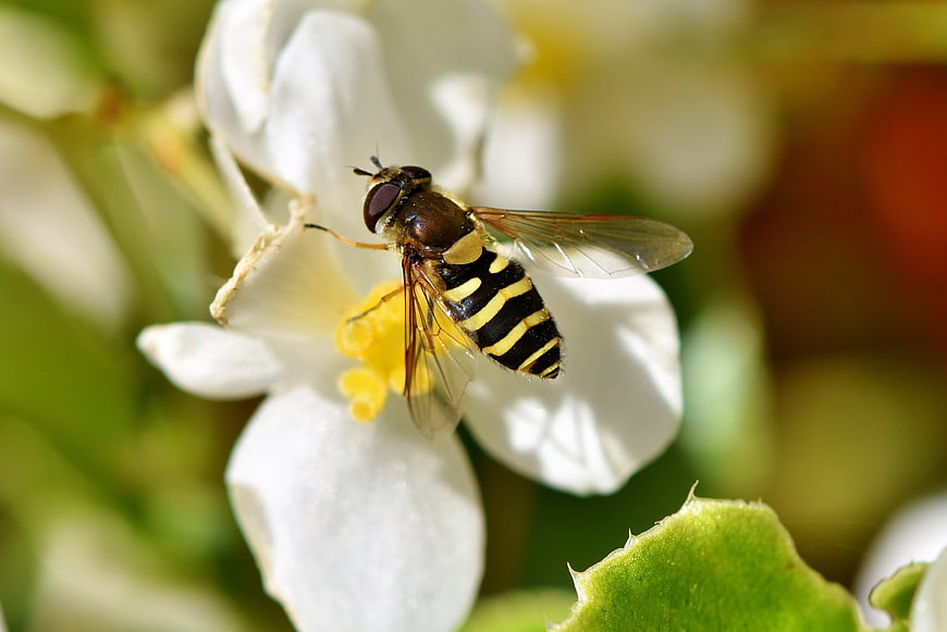 Macro shot of a hoverfly perched on a white flower